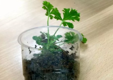 天竺葵小苗移栽方法2