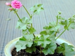 天竺葵不开花怎么办