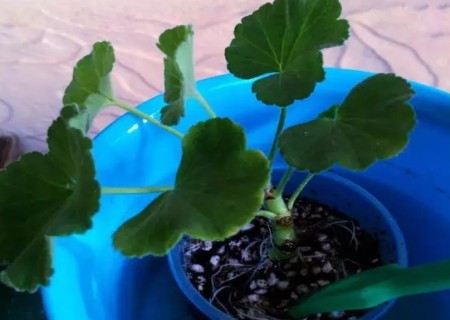 天竺葵小苗移栽方法1