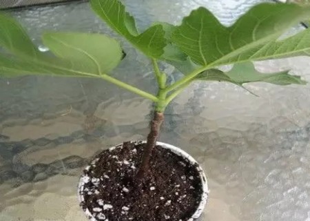 无花果换盆方法