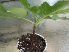 无花果换盆方法