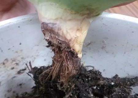 盆栽芦荟烂根怎么办