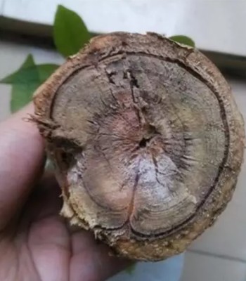 发财树烂根怎么处理3
