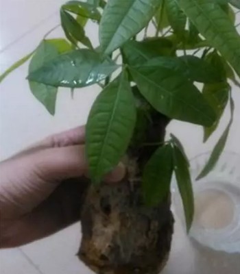 发财树烂根怎么处理4