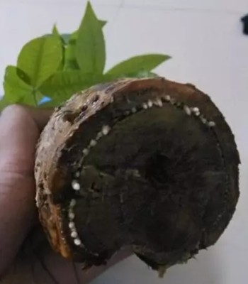 发财树烂根怎么处理5