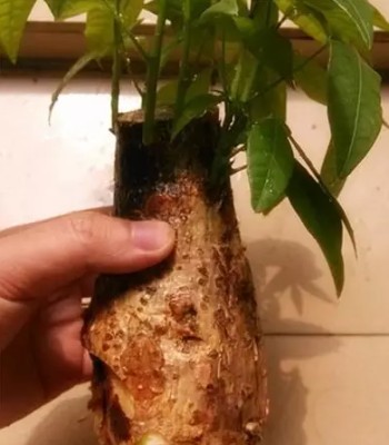 发财树烂根怎么处理1