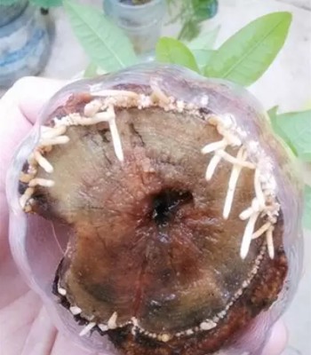 发财树烂根怎么处理6