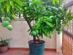 盆栽芒果的养殖方法