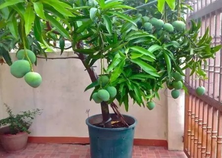 盆栽芒果的养殖方法