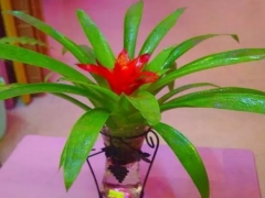 盆栽鸿运当头怎么养