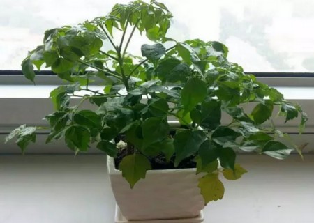 盆栽幸福树1