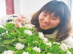 盆栽燕子掌怎么不开花-如何让燕子掌开花