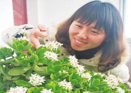 盆栽燕子掌开花图片