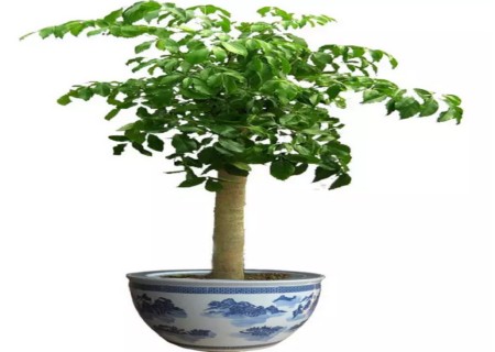盆栽幸福树掉叶子怎么办