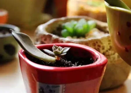 多肉叶插生根不发芽怎么办1
