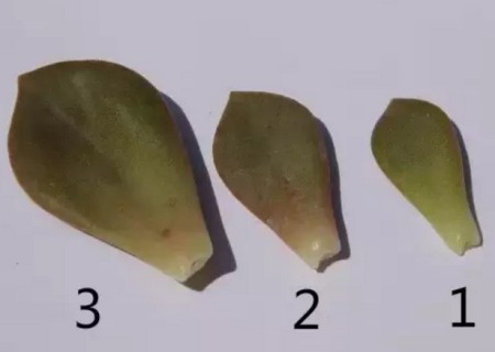 多肉叶插生根不发芽怎么办3