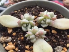 多肉叶插僵苗了怎么办