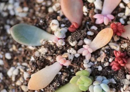 多肉植物叶插苗养护技巧