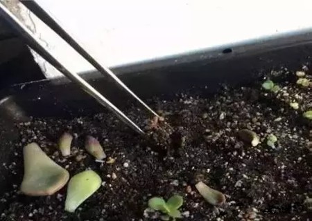 多肉叶插僵苗了怎么办3