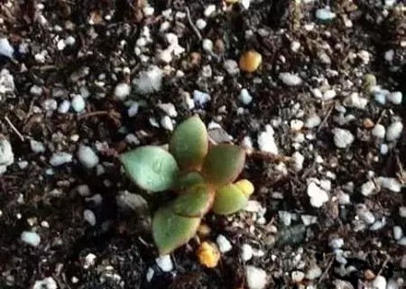 多肉叶插僵苗了怎么办4