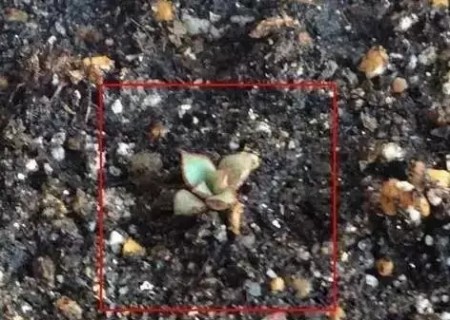 多肉叶插僵苗了怎么办2