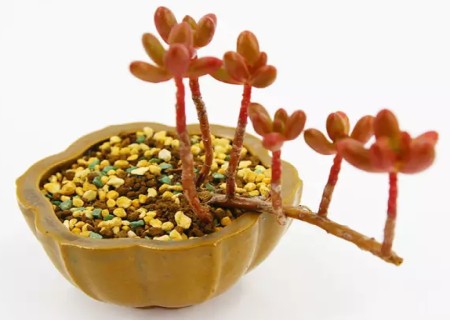 多肉虹之玉徒长怎么办