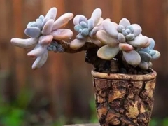 虹之玉怎么养成老桩