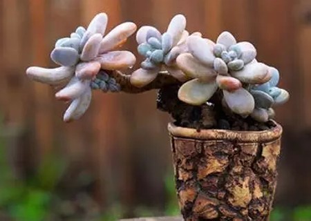 虹之玉老桩图片