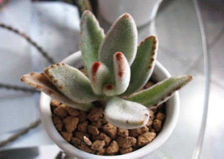 盆栽植物生虫怎么办