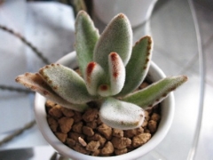 盆栽植物生虫怎么办