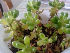 多肉虹之玉叶子一碰就掉的原因