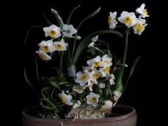 如何延长水仙花花期