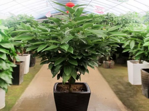 盆栽平安树
