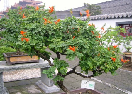 盆栽凌霄花