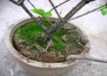 盆花翻盆技术2