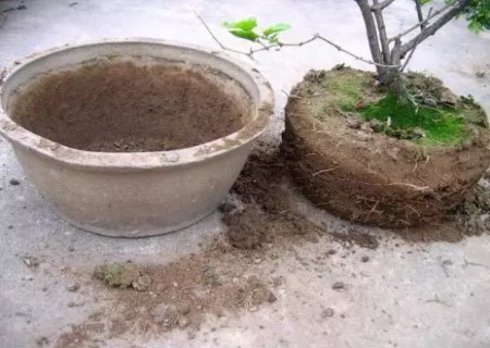 盆花翻盆技术3