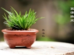 菖蒲什么时候换盆？菖蒲怎么换盆