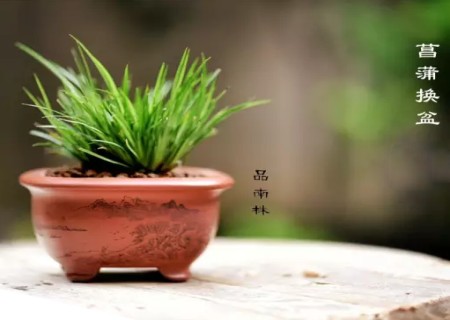 菖蒲怎么换盆1