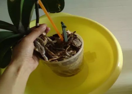 蝴蝶兰换盆方法2
