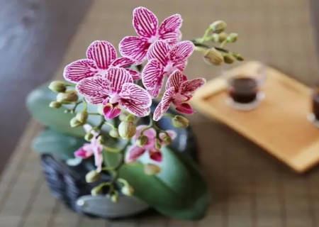蝴蝶兰换盆方法1