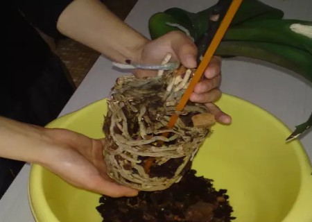蝴蝶兰换盆方法3