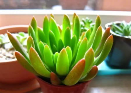 多肉植物冬天怎么养护和防冻2