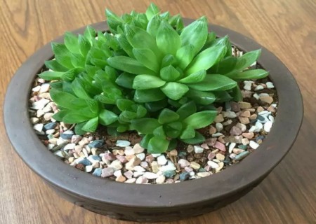 盆栽多肉植物玉露怎么养