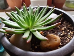 多肉植物冬天怎么养护和防冻