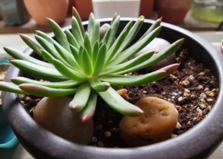 多肉植物冬天怎么养护和防冻