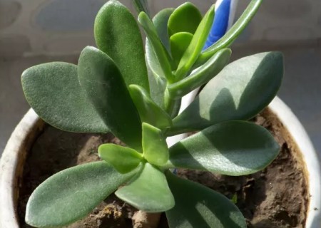 盆栽燕子掌