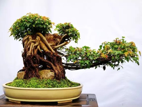 盆栽植物