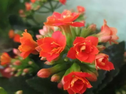 长寿花