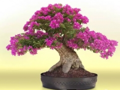 如何让三角梅多开花