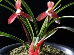 如何让兰花多开花